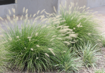 Pennisetum alopecuroides �LITTLE BUNNY� skupinov� v�sadba