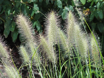 Pennisetum alopecuroides �LITTLE BUNNY�detail metlinat�ch kvetov