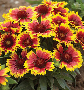 Kokardenblume �ARIZONA SUN� Cont. 1 l