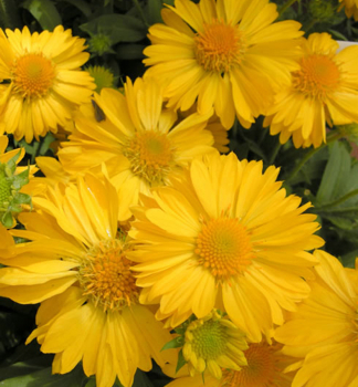 Kokardenblume MESSA YELLOW Cont. 0,5 l