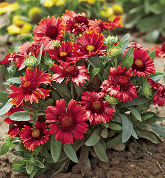 Kokardenblume �ARIZONA RED SHADES� Cont. 1 l