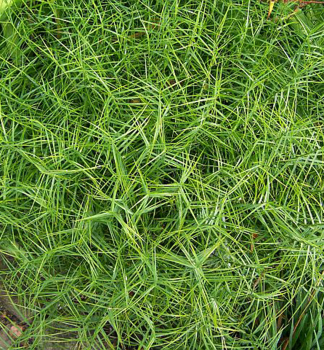 Obrzok (2)