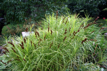 Carex muskingumensis LITTLE MIDGE obdobie kvitnutia