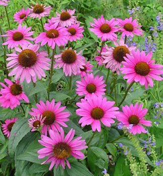 Sonnenhut (Echinacea) MAGNUS Cont. 0,5 l