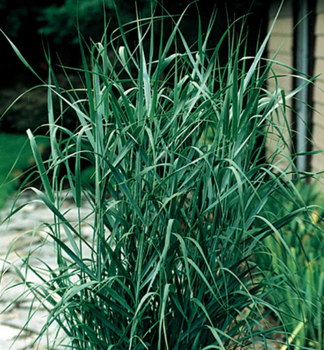 Rutenhirse �PRAIRIE SKY� Cont. 1 l