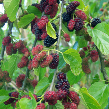 Obrzok (4)