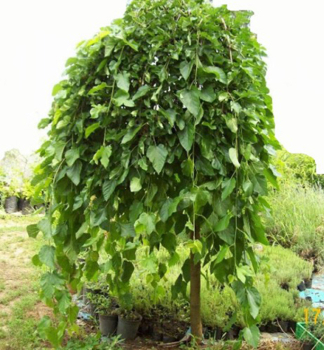 Maulbeerbaum �PENDULA� auf Stamm 150 cm, Cont. 12 l