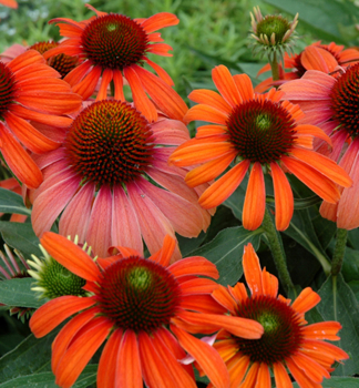 Sonnenhut (Echinacea) JULIA Cont. 0,5 l