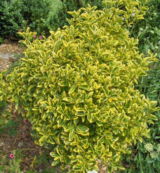 Japanischer Spindelstrauch MICROPHYLLUS AUREOMARGINATUS 20-30 cm, Cont. 3 l