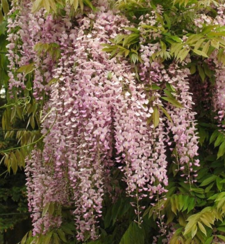 Blauregen HONBENII 40-50 cm, Cont. 2 l, Pflanze mit Rankhilfen