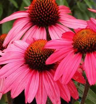 Sonnenhut (Echinacea) GLOWING DREAM Cont. 0,5 l