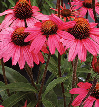 Sonnenhut (Echinacea) �GLOWING DREAM�� Cont. 0,5 l
