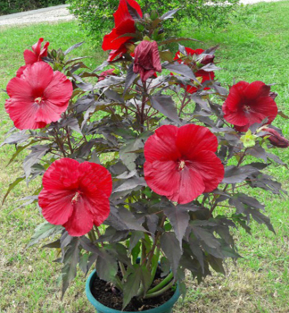 Sumpfeibisch �GEANT RED�� , Cont. 2 l