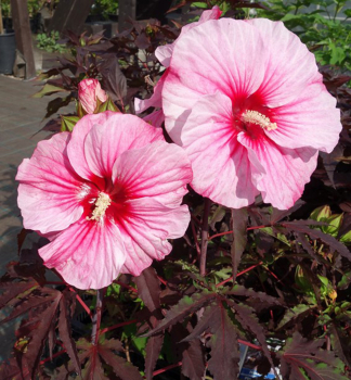 Sumpfeibisch 'CARROUSEL PINK CANDY�', Cont. 2 l