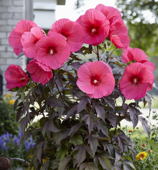 Sumpfeibisch 'CARROUSEL PINK PASSION�', Cont. 2 l