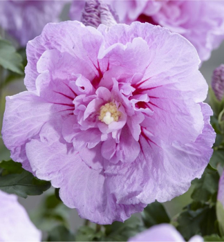 Straucheibisch LAVENDER CHIFFON auf Stamm 50 cm, Cont. 3 l