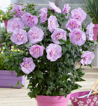 Straucheibisch �LAVENDER CHIFFON�� 50-60 cm, Cont. 2,5 l