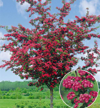 Echter Rotdorn PAULS SCARLET auf Stamm 120 cm, Cont. 10 l