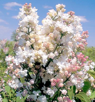 Flieder BEAUTY OF MOSCOW 50-60 cm, Cont. 5 l