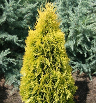 Obr�zok (4)