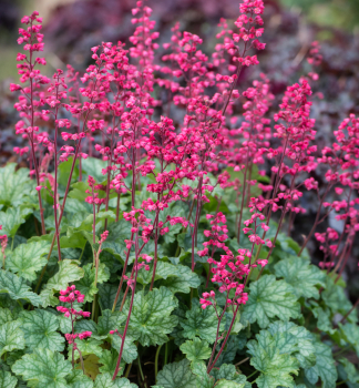 Purpurgl�ckchen �PARIS�� Cont. 0,5 l