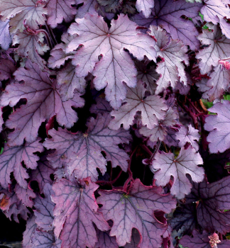 Bastardschaumblte PLUM CASCADE Cont. 0,5 l
