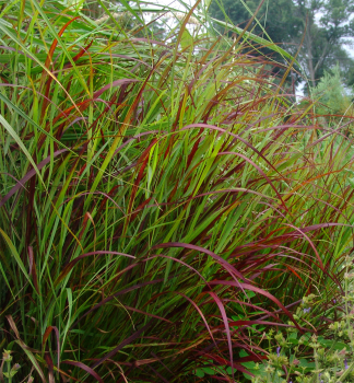 Rutenhirse SHENANDOAH Cont. 0,5 l