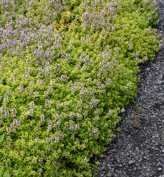 Zitronen-Thymian �GOLD LEMON�, Cont. 1 l