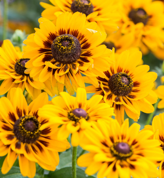 Sonnenhut (Rudbeckia) �SMILEYZ�GIGGLING� Cont. 0,5 l