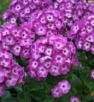 Flammenblume FLAME PURPLE EYE Cont. 0,5 l