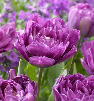 Tulpe �BLUE SPECTACTLE�, Cont. 0,5 l