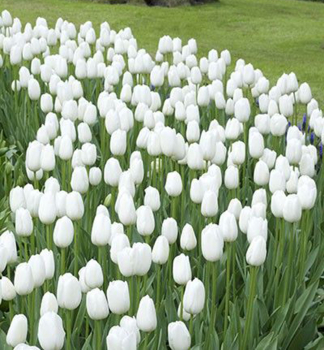 Tulpe �CLEARWATER�, Packungsinhalt 5 St.