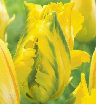 Tulpe EAGLE WINGS Packungsinhalt 5 St.