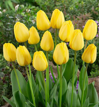 Tulpe 'GOLDEN PARADE', Packungsinhalt 5 St.