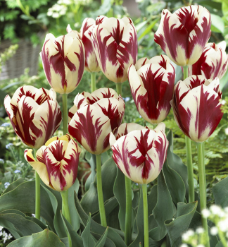 Tulpe GRAND PERFECTION Packungsinhalt 5 St.