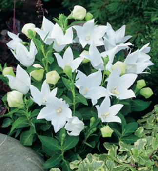 Ballonblume ASTRA WHITE Cont. 0,5 l