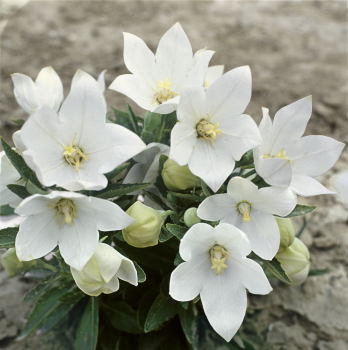 Obrzok (4)