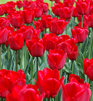 Tulpe 'ILE DE FRANCE', Packungsinhalt 5 Stk