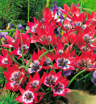 Tulpe LITTLE BEAUTY, Packungsinhalt 10 St.