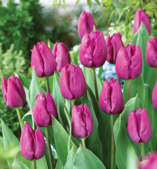 Tulpe PURPLE PRINCE, Packungsinhalt 5 St.