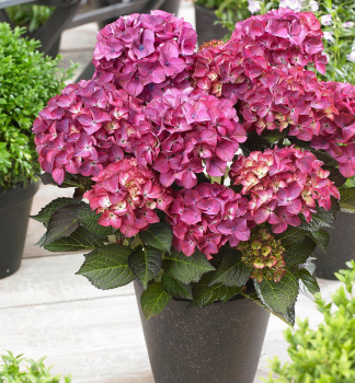 Bauern-Hortensie DARK ANGEL 30-40 cm, Cont. 4 l
