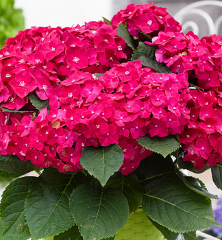 Bauern-Hortensie HOT RED 20-30 cm, Cont. 4 l