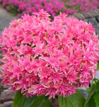 Bauern-Hortensie PRINCESS DIANA, Cont. 1,4 l