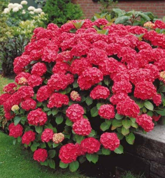 Bauern-Hortensie 'ALPENGLHEN' 20-30 cm, Cont. 2,5 l