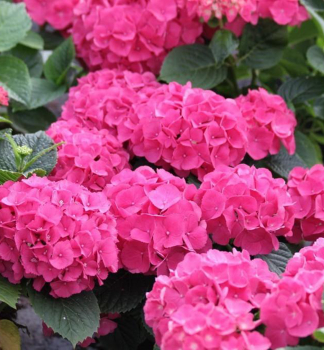 Bauern-Hortensie RED BARON 15-20 cm, Cont. 2,5 l