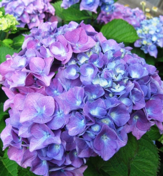 Bauern-Hortensie YOLA, Cont. 1,4 l