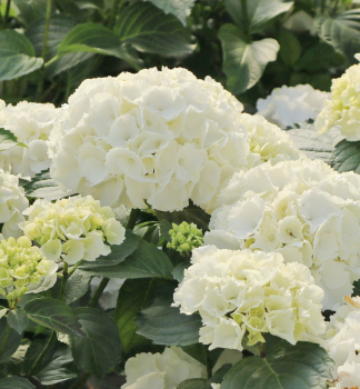 Bauern-Hortensie SNOW BALL' 10-15 cm, Cont. 1,4 l