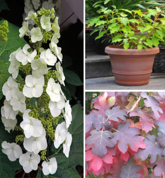 Eichenblttrige Hortensie ICE CRYSTAL 20-30 cm, Cont. 2 l