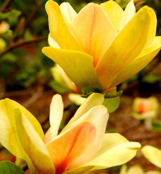 Magnolie SUNSATION 100-120 cm, Cont. 10 l