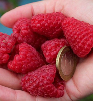 Himbeere AUTUMN BELLE 20-30 cm, Cont. 1 l